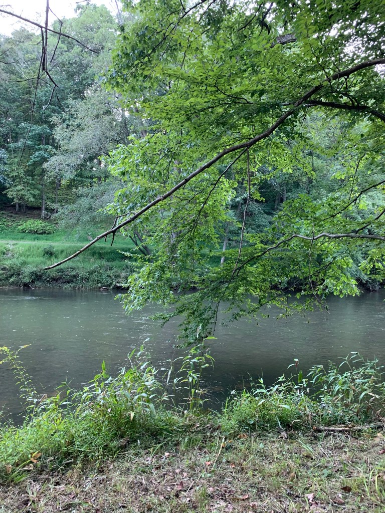 a creek framed by trees and bushes